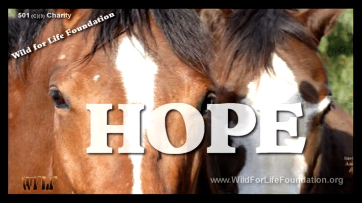 Hope Justice & Freedom for America's Horses